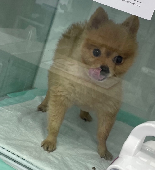 종료(반환) 포메라…